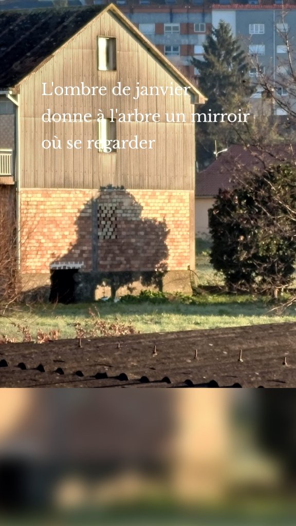 L'ombre de janvier donne à l'arbre un mirroir où se regarder