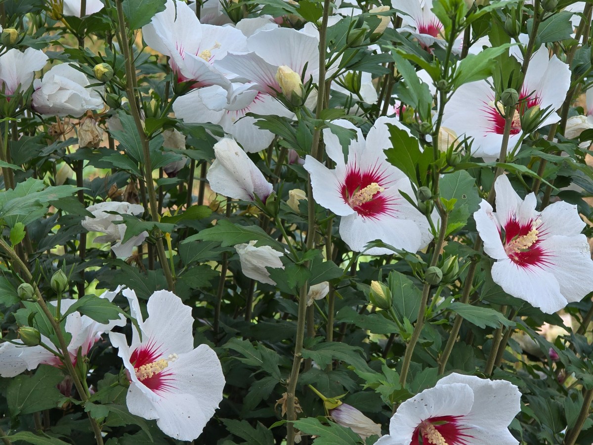 Ladaíña das flores na tua ausencia (gl –&nbsp;en)